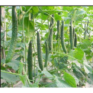 Hạt giống dưa chuột dài dưa kiếm nhật 10 hạt (TẶNG gói kích thích hỗ trợ hạt nảy mầm)