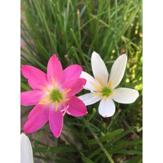 1 củ huệ mưa màu trắng