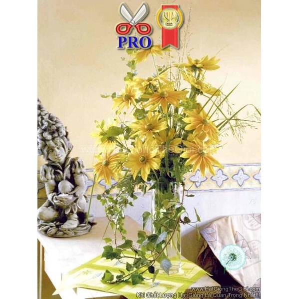 50h Hạt Giống Hoa Cúc Xòe Prairie Sun F1Pro