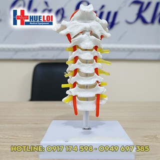Mô hình giải phẫu cột sống cổ - mô hình xương cổ