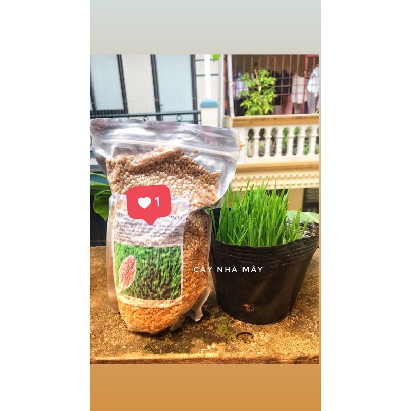 Hạt cỏ lúa mì, cỏ mèo