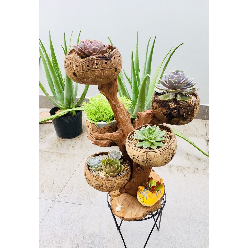 Combo 5 gáo dừa khắc hoa văn tinh tế, nhiều mẫu, hàng chuẩn, bao đẹp y hình