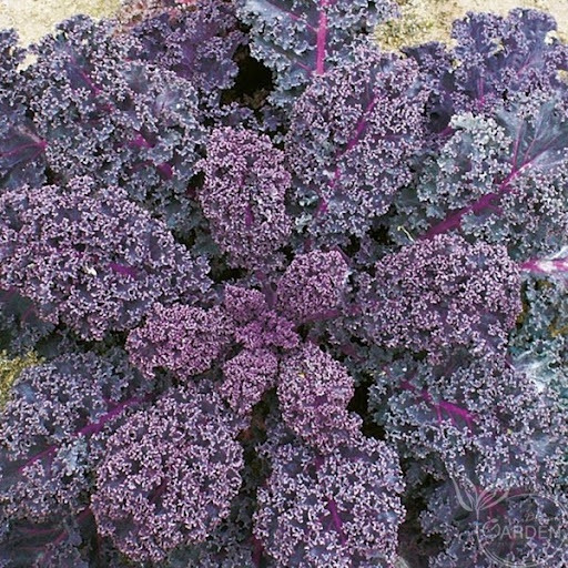 #Hạt_Giống_Cải_Kale_Xoăn_Xanh_Tím.
