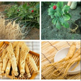 Hạt giống nhân sâm hàn quốc