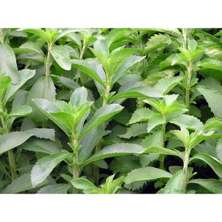 hạt giống cỏ ngọt f1