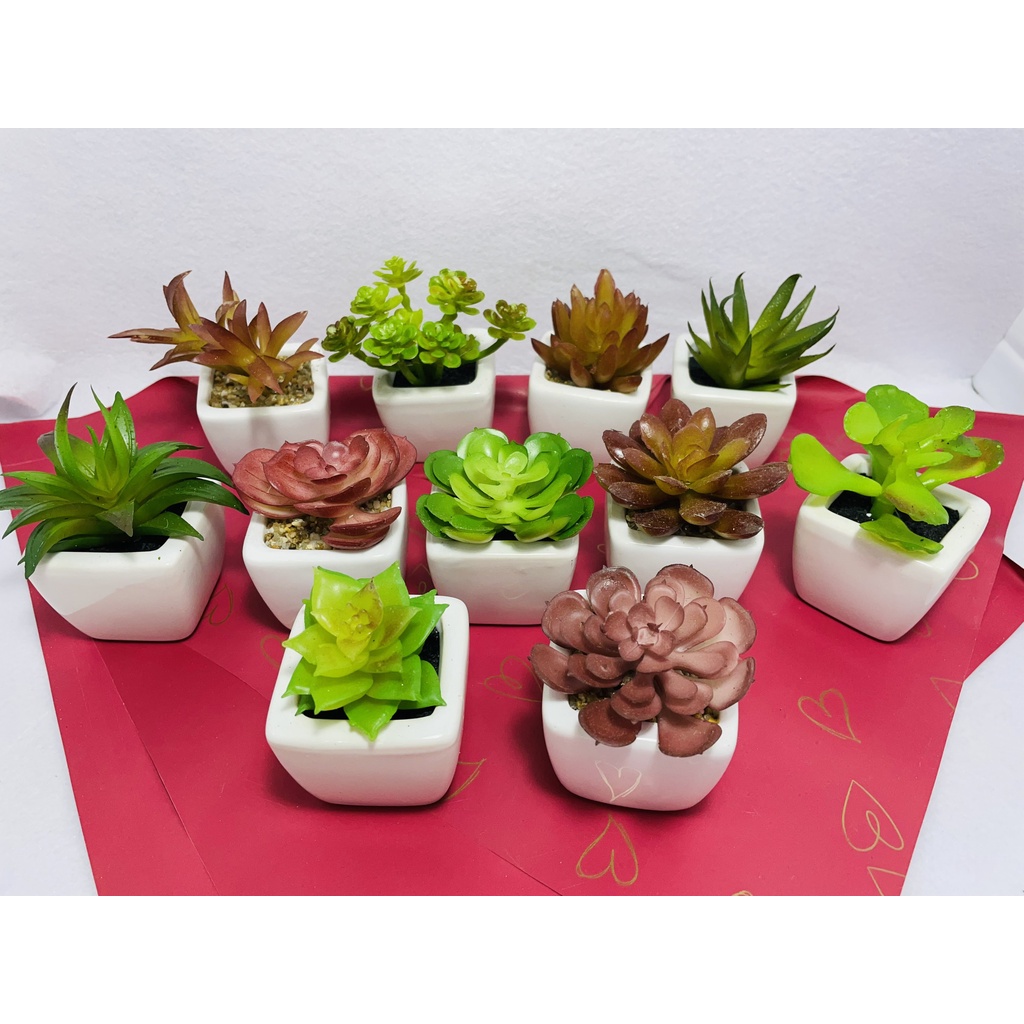 Chậu sen đá mini để bàn, trang trí, decor, chậu sứ trắng,cây giả nhân tạo giống thật