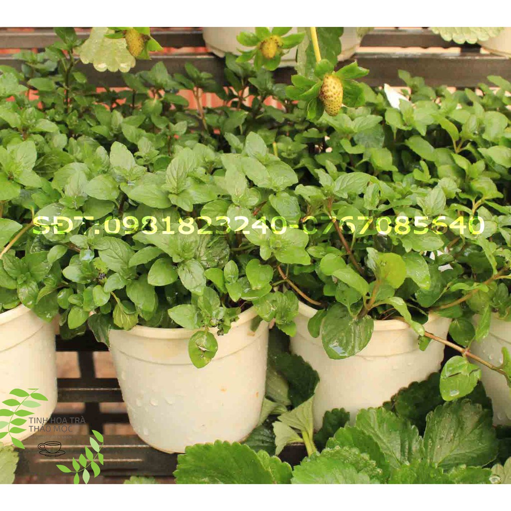 (ảnh thật + video) Trà bạc hà - Lá bạc hà sấy khô làm thuốc, đắp mặt 1 lọ