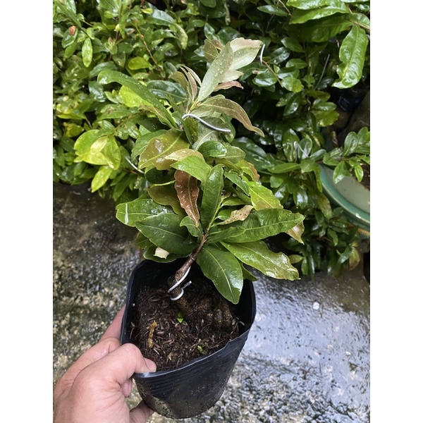 Bạch mai TÂN TÂN hoa to nhiều cánh, ghép gốc mai vàng quấn rễ đẹp làm bonsai để bàn