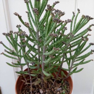 Cây Trường sinh vằn