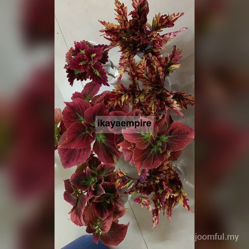 Bộ 100 Linh Kiện Điện Tử Keratan Bunga Ati-Ati / Coleus Corak Rare! (Hàng Có Sẵn)