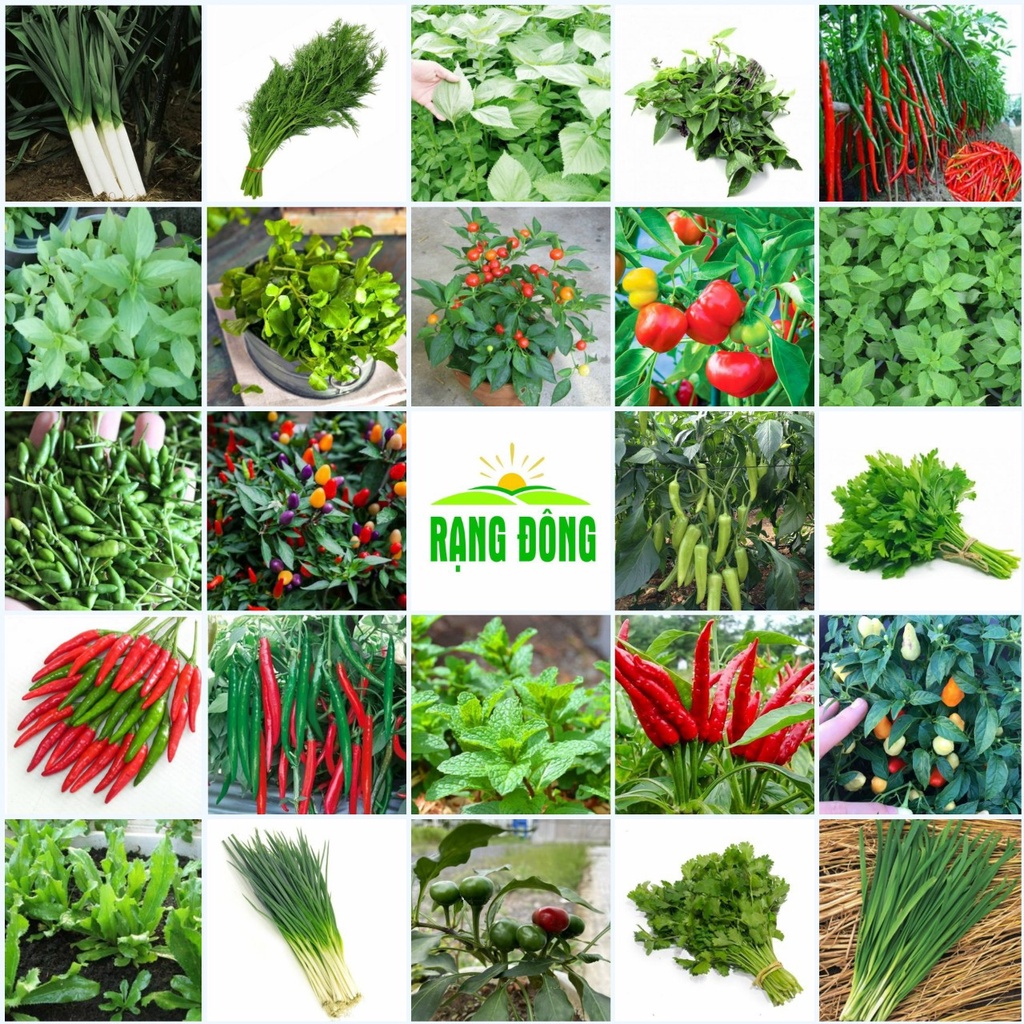 Mua Hạt giống rau củ quả trồng quanh năm, nảy mầm tốt, nhanh thu hoạch ...