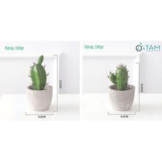 Chậu xương rồng để bàn mini số 73