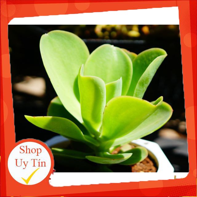 Sen pháp lớn🍏 |FREESHIP| 🔥 XỨ NÓNG, ĐÃ THUẦN KHÍ HẬU, KHOẺ ĐẸP 🍏 LỖI 1 ĐỔI 1