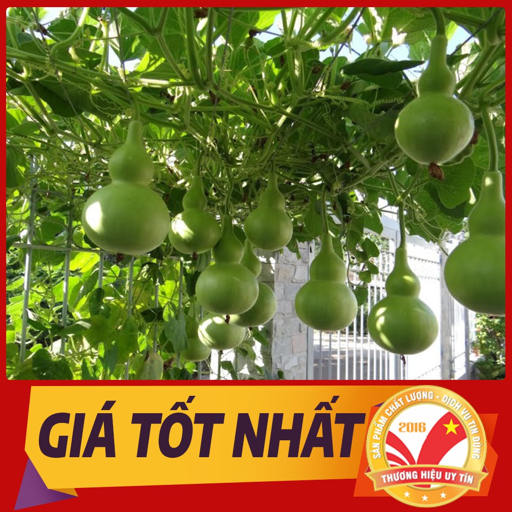 Hạt Giống Bầu Hồ Lô, Hạt Giống Bầu, Hạt Giống Rau Củ Quả.