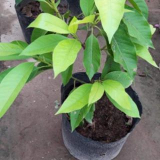 CÂY HOA NGỌC LAN