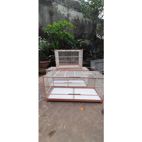 Khung lồng tập lực mào ,mi, choè