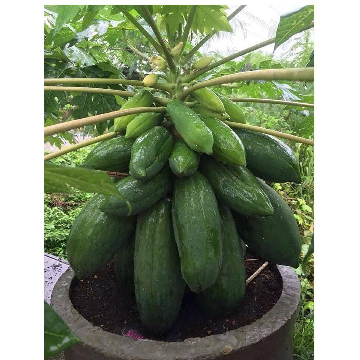 (Rẻ nhất) Hạt giống đu đủ bonsai F1 gói 5 hạt xuất xứ Thái Lan tại thietbinhavuon- hàng đẹp - giao hàng nhanh.