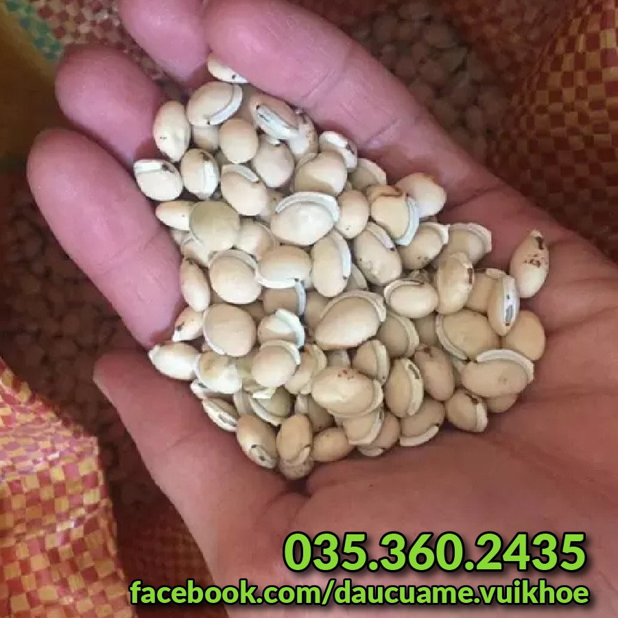 Đậu ván hữu cơ, đậu quê, lựa sạch