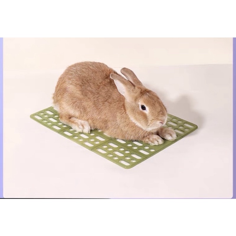 tấm lót nhựa cứng cho thỏ, bọ, sóc bắc mỹ đỡ đau chân Jessie