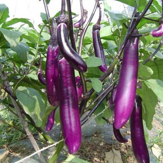 [HOT] Hạt giống Cà Tím Dài - 320 hạt