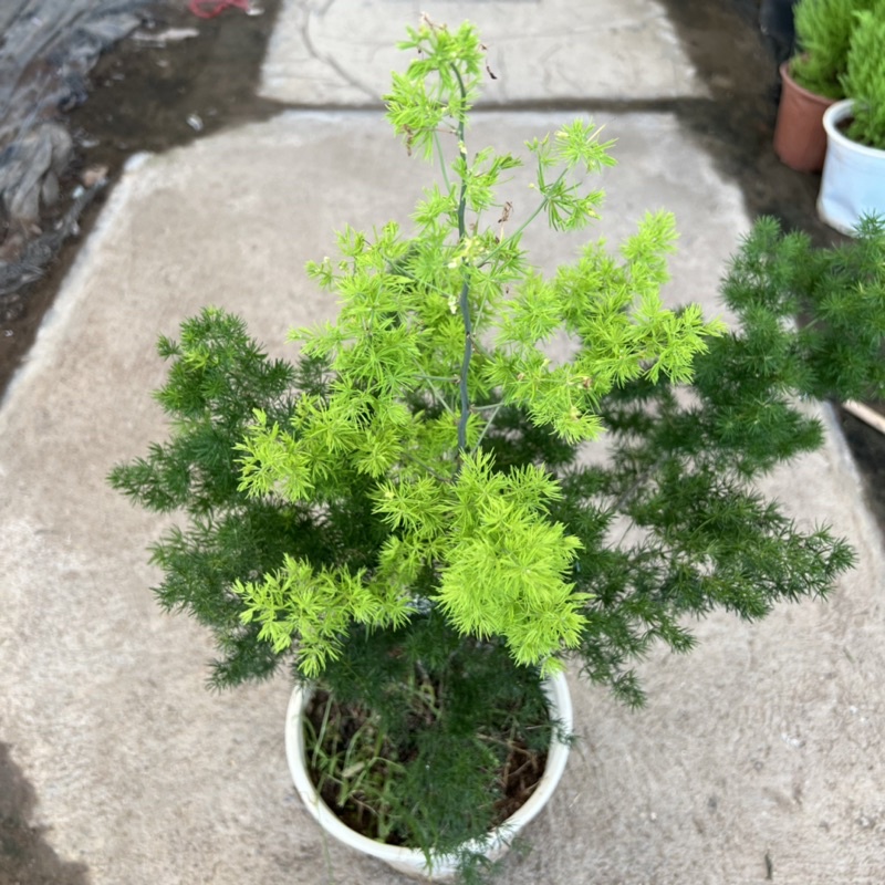 Cây tùng nhỏ cao 25-30cm, cây phong thủy để bàn trang trí nội thất, ban công tượng trưng sự ngay thẳng