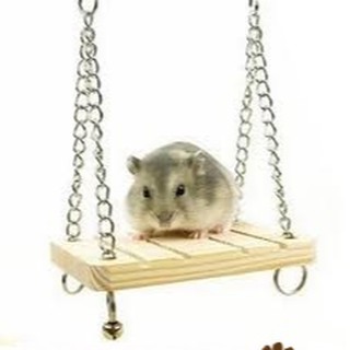 Xích đu dành cho hamster