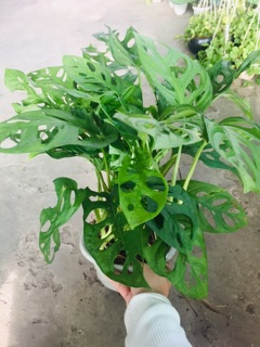 TRẦU BÀ LÁ LỔ