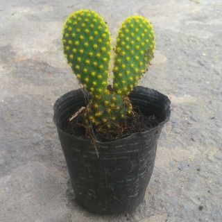 Xương rồng tai thỏ bầu đất nhỏ