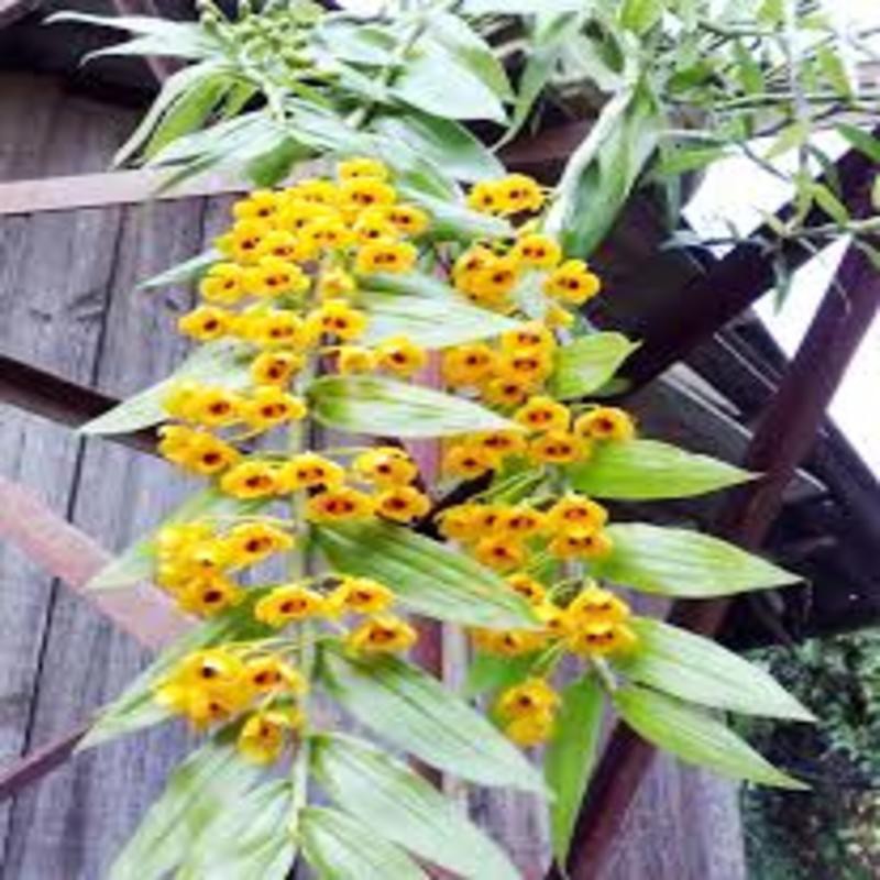 1 bó phong lan phi điệp vàng rừng tây Bắc hàng hoa đẹp loài lan đẹp rực rỡ