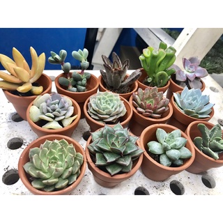Chậu cây sen đá mini size 3-5cm được chọn cây