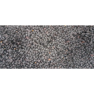 500 gram hạt giống keo lai