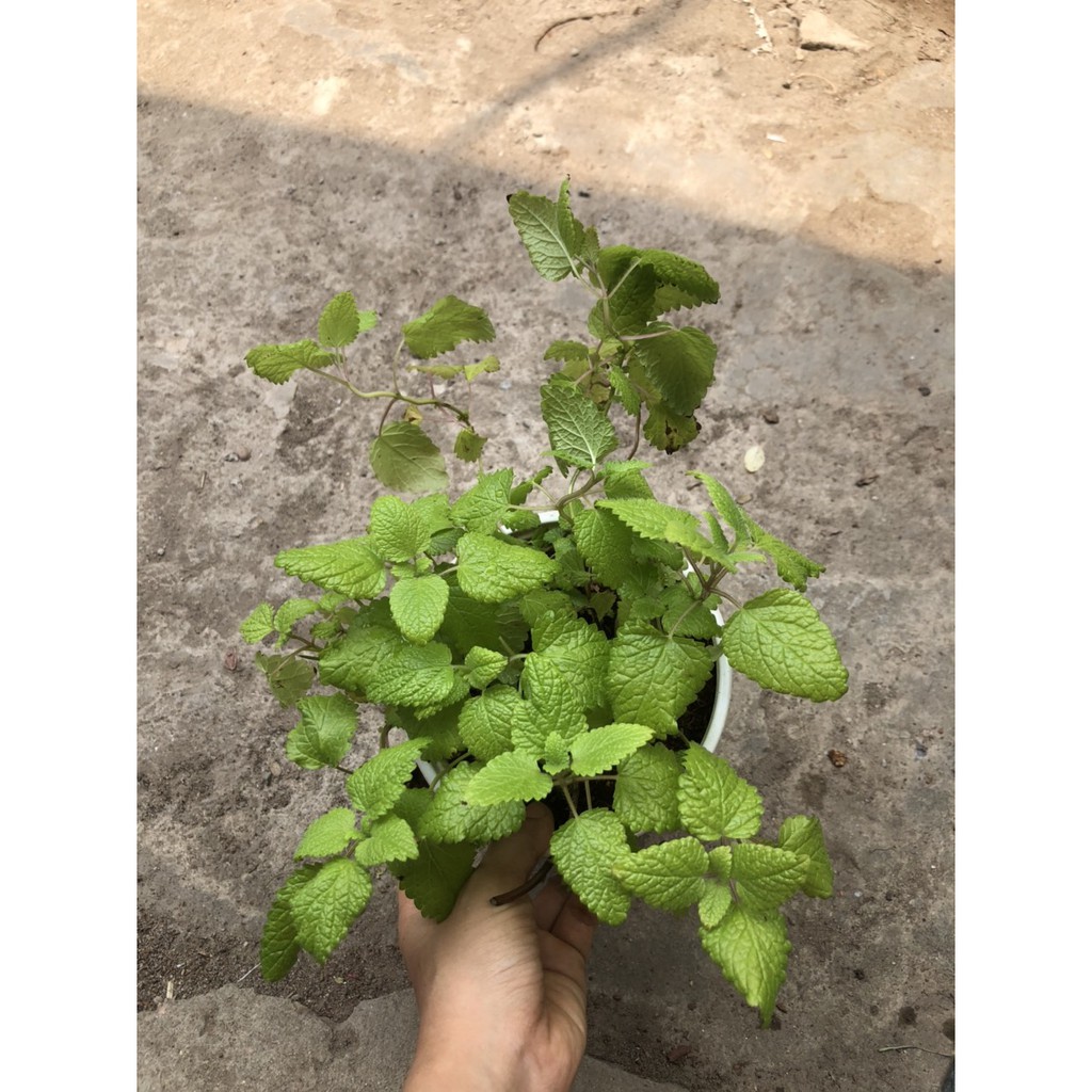 Chậu cây Bạc Hà Chanh Sả - Lemon Balm (Cây Tía Tô Đất) - Tên khoa học Melissa officinalis