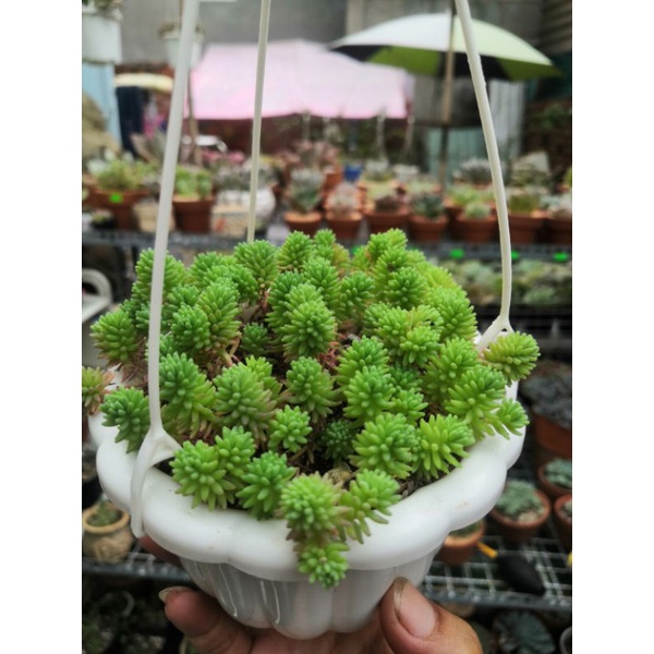 Sen Sedum cơm