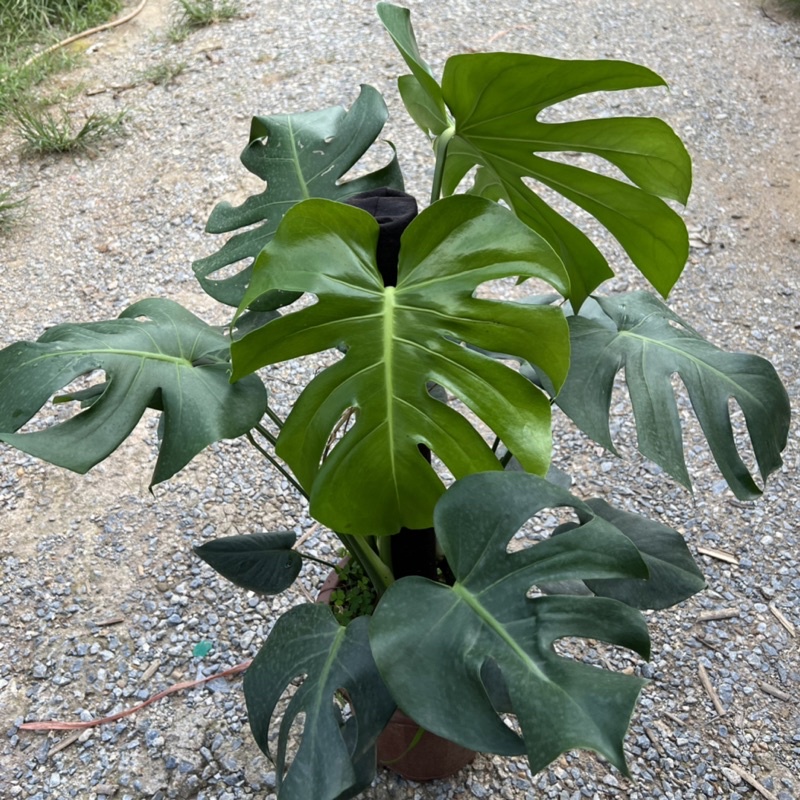 Cây trầu bà Monstera size trưởng thành leo cột bản lá to, cây cảnh phong thủy nội thất mang đến phú quý