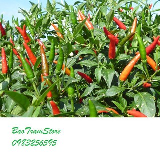 (Cực Rẻ) Hạt giống ớt siêu cay gói 30 hạt xuất xứ Việt Nam -thietbinhavuon- phanbonhoalan.