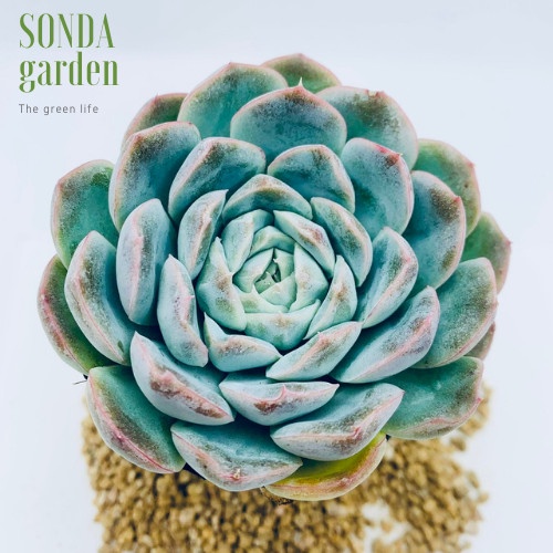 Sen đá thanh cúc SONDA GARDEN size bé 5-8cm, xuất xứ Đà Lạt, khoẻ đẹp, lỗi 1 đổi 1