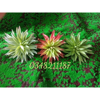 Hoa giả- sen đá cao cấp- cúc đá chất liệu silicon trang trí nhà cửa