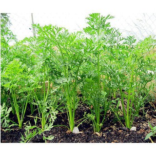 [ Phú Nông] Hạt Giống Cà Rốt NEW KURODA Phú Nông 2gr