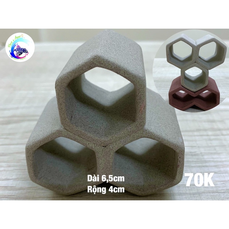 Hang Pleco “HANG 3 LỖ - 60k”