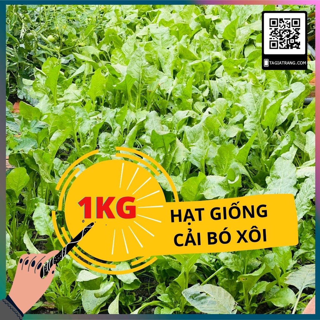 1KG - Hạt Giống Rau Cải Bó Xôi Chịu Nhiệt (rau chân vịt, rau bina)