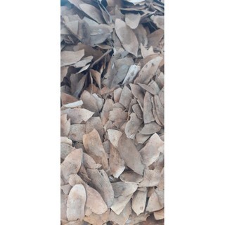 100 gram quả sưa trắng