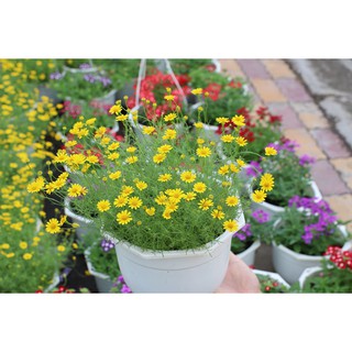 50H - HẠT GIỐNG CÚC SAO BĂNG
