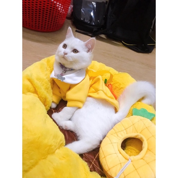Đệm cho thú cưng hình hoa, đệm ấm chó mèo