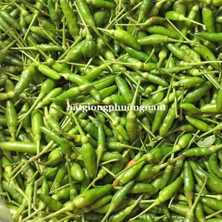 Hạt giống ớt xiêm