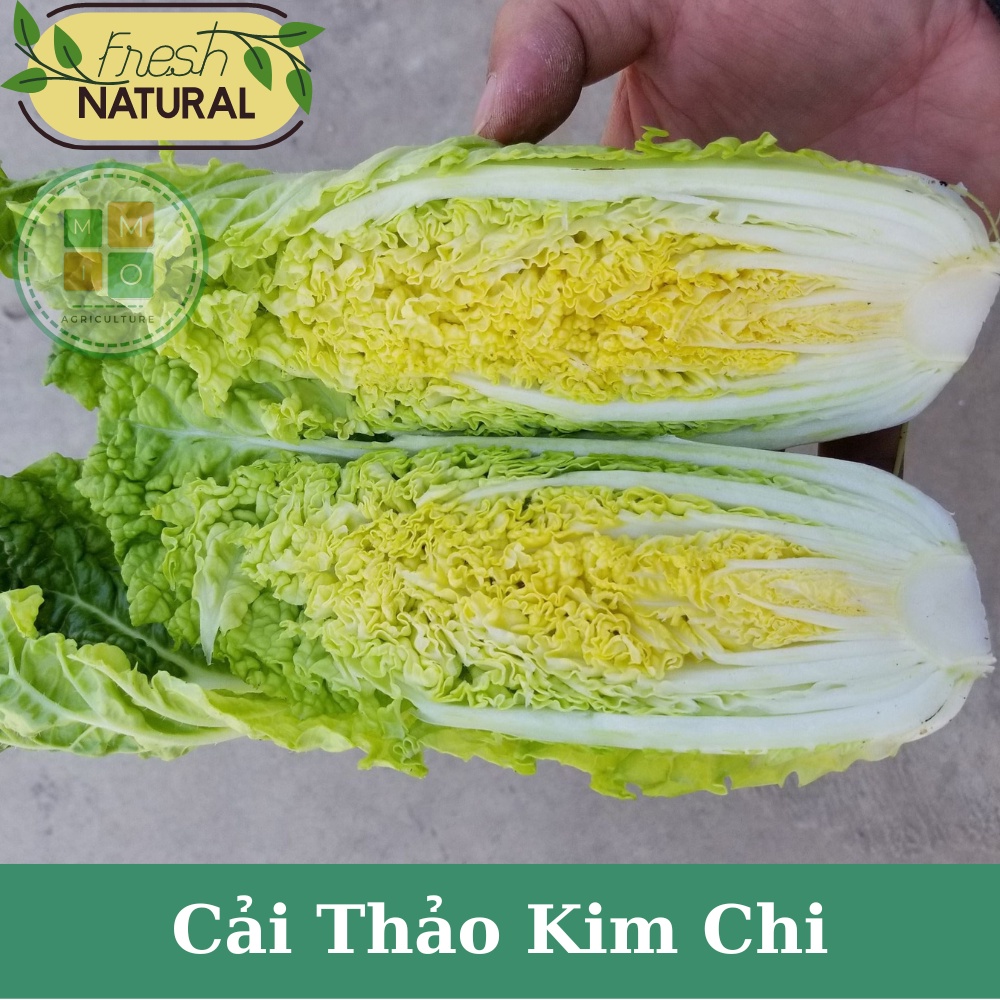 Hạt giống cải thảo kim chi Hàn Quốc chịu nhiệt