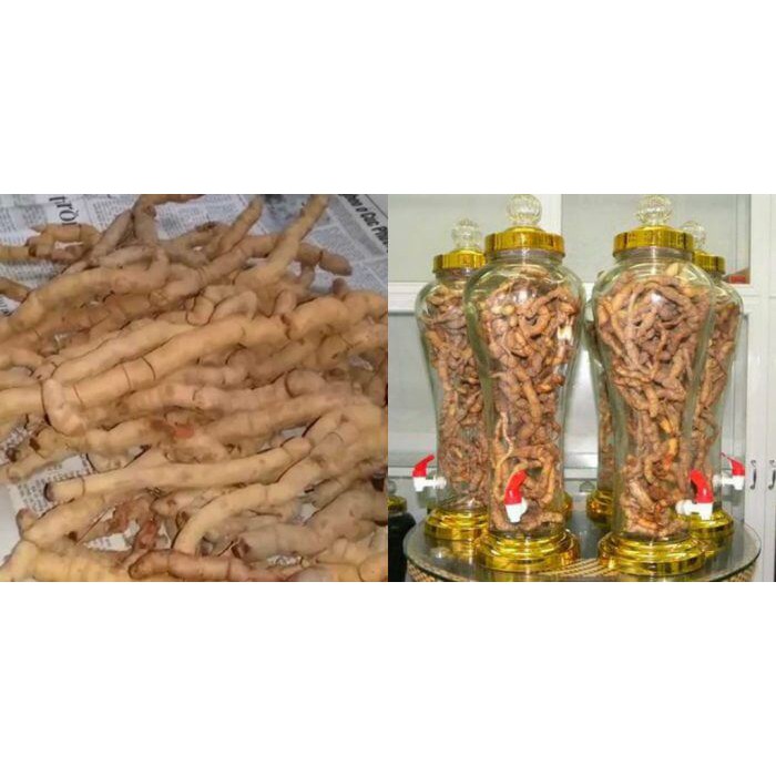 Ba kích khô ngâm rượu đã tách ruột rút lõi về chỉ bỏ vô rượu làm ngâm