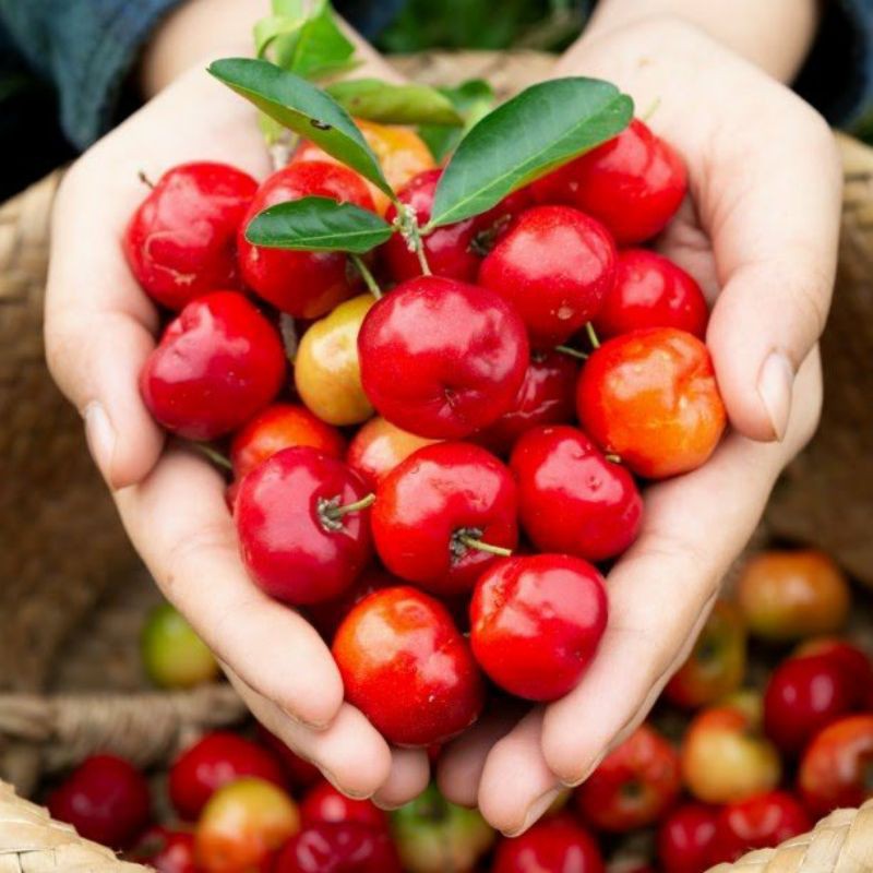 Cây sơ ri... ngọt trưởng thành cao 1m2