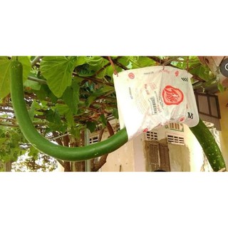 Hạt giống Bầu quả dài 2m