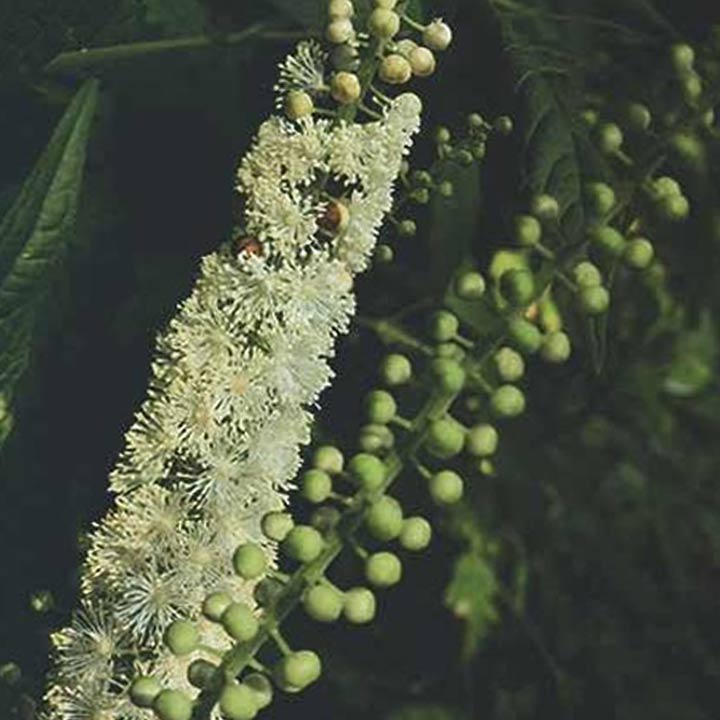 Hỗ trợ thời kỳ mãn kinh cho phụ nữ Puritan’s Pride Black Cohosh 540mg 100 viên