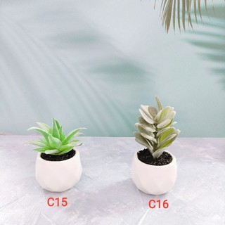 Sen đá giả - Chậu sứ